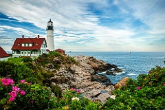 Beach Roses by Portland Head Lighthouse in Maine